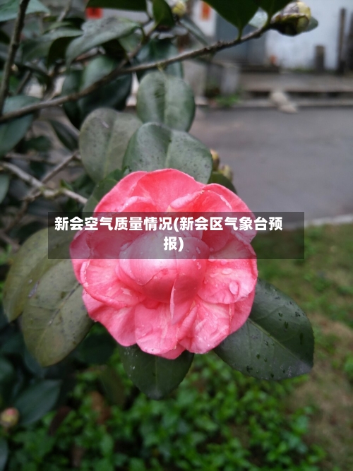 新会空气质量情况(新会区气象台预报)-第2张图片