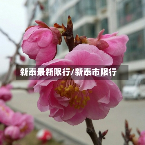 新泰最新限行/新泰市限行